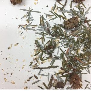 Western Hemlock: SEEDS
